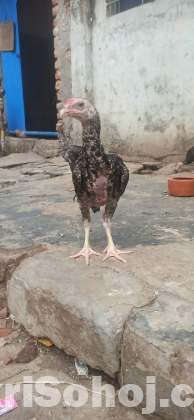 আঁচিল ফাইটার